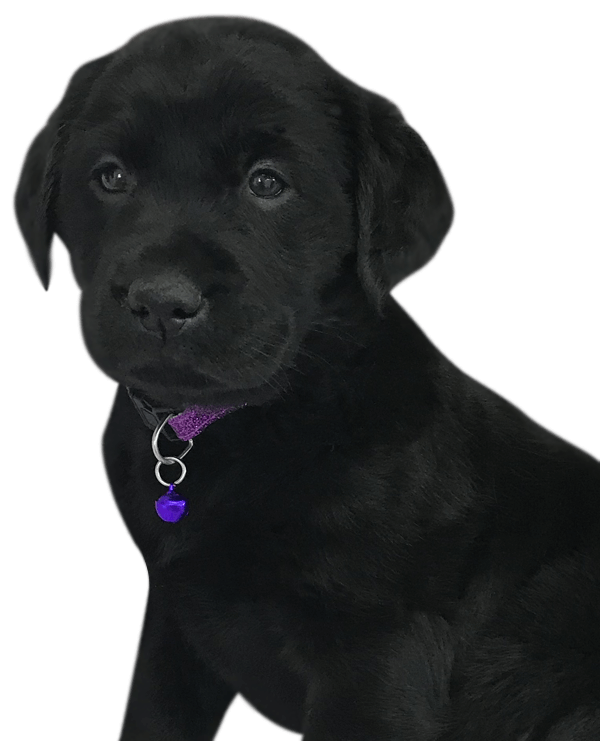 Goldador | Our Dog Breeds | Candyville Pups