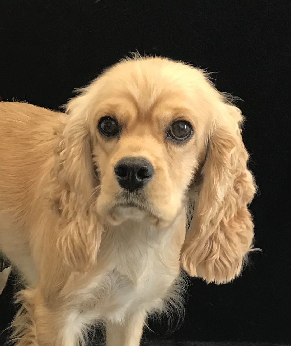 Spaniel adult for sale