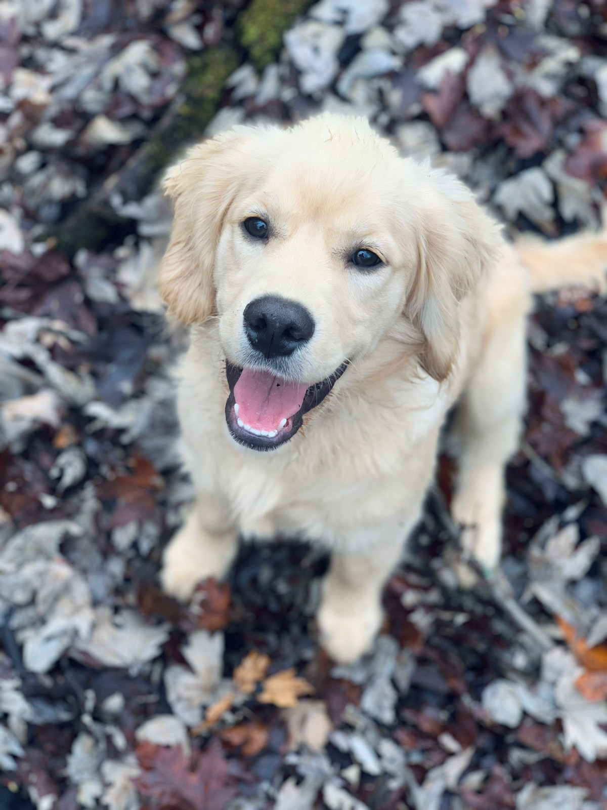 Pups | Dog Breeder | Goldador & Retriever