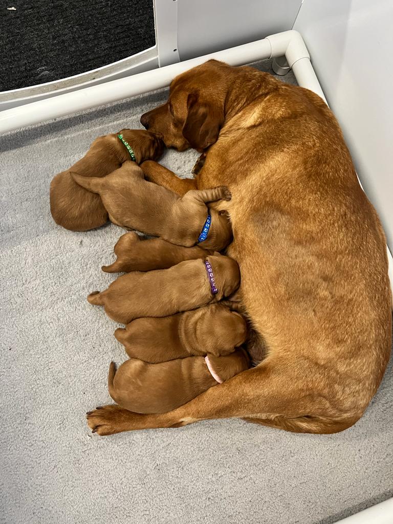 Abby Nursing Pups