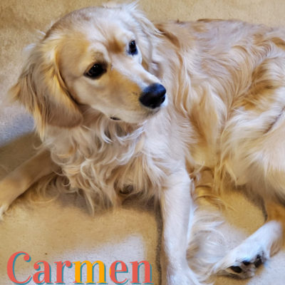Carmen (Willow & Dusty)