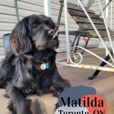 Matilda (Willow & Fudgie)