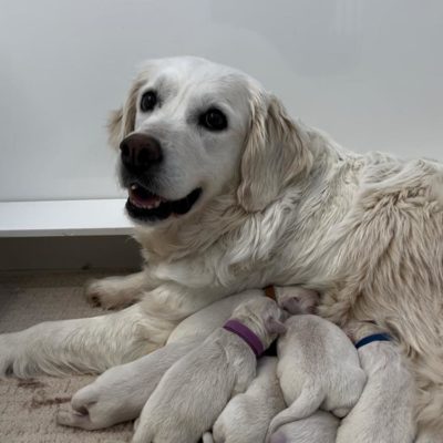Bonnie and Pups