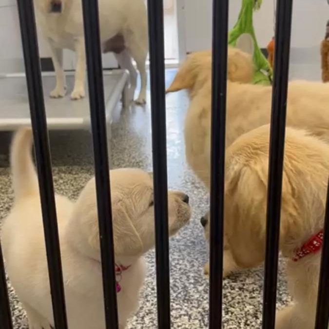 Meeting New Roommates under Mama’s Watchful Eye?