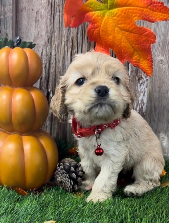 Tiana (CindyLou's red collar female) Candyville Pups