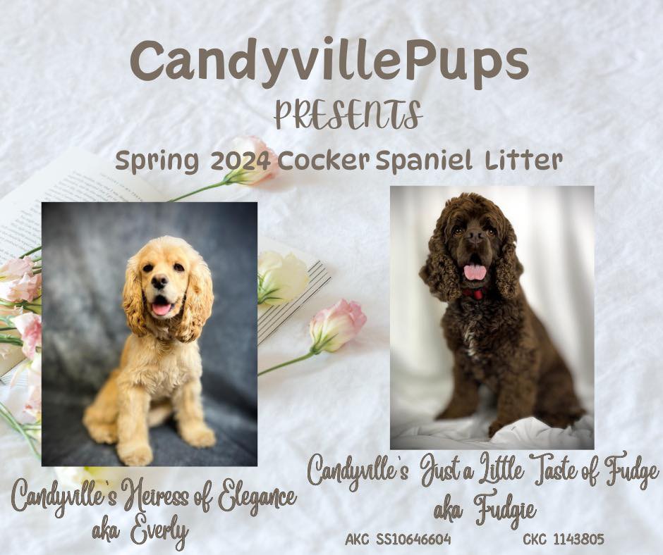 Akc cocker spaniel on sale puppies for sale