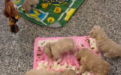 Aspen’s Darlings Finding Dinner in Snuffle Mats🦴🐾