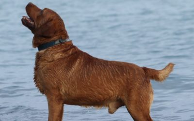 Chance loving the lake 🏖️🌊