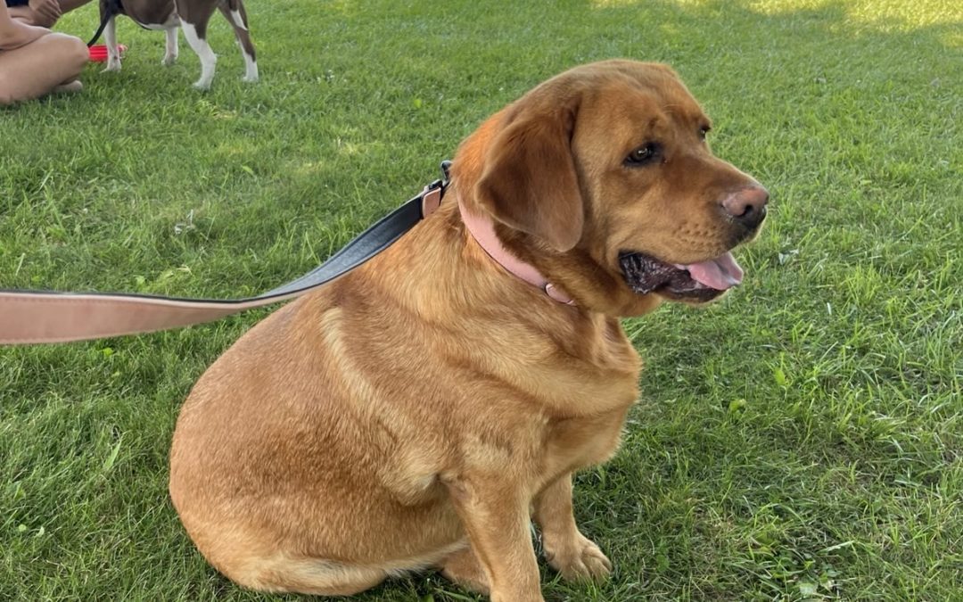 Dakota at an outing to Dorchester Pet Fest