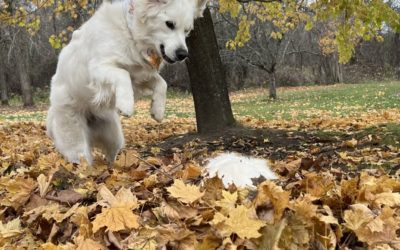 Fall Feature Pups🍂