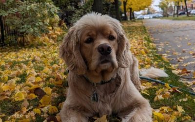 Fall Feature Pup -Celebrating Our Cocker Retriever Pups🍂🤗