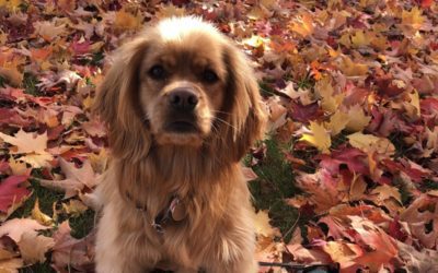 Fall Feature Cocker Retriever Pup🍂🤗