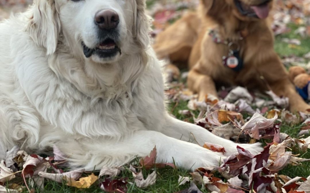 Fall Feature Pups🍂 -Mama Bonnie and Skye