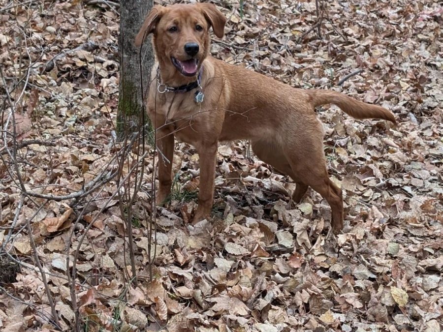 Fall Feature Pup -Korra🍂