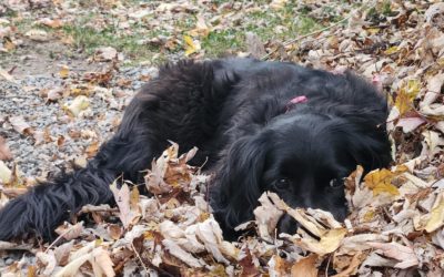 Fall Feature Pup -Matilda🍂