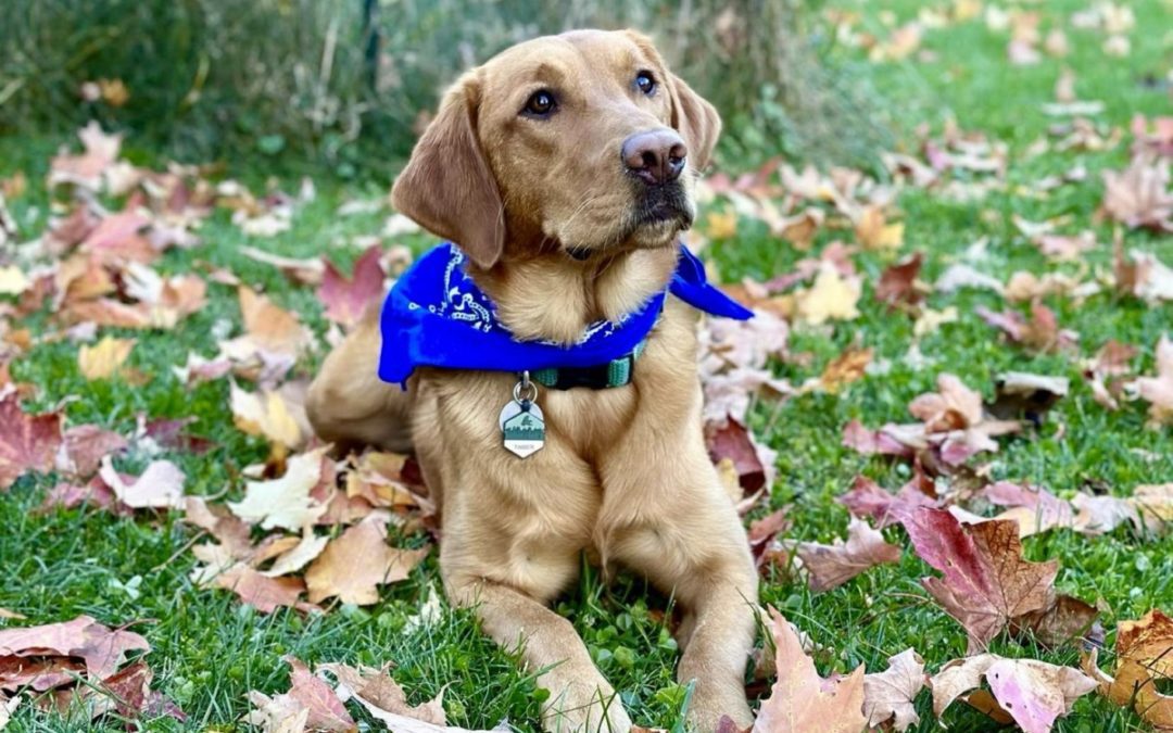 Fall Feature Pup- Timber🍂