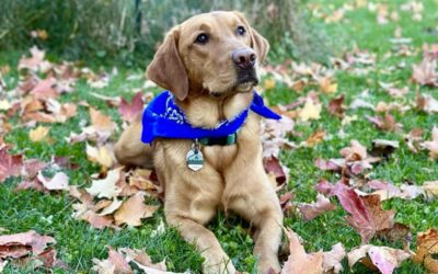 Fall Feature Pup- Timber🍂