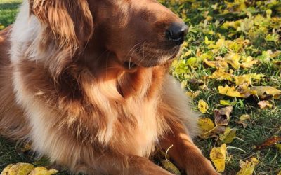 Fall Feature Pup- Wyatt